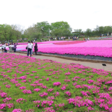 芝桜の丘の画像