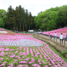 芝桜の丘の画像