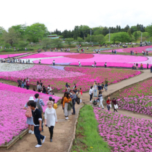 芝桜の丘の画像