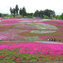 芝桜の丘の画像