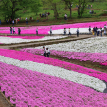 芝桜の丘の画像