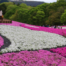 芝桜の丘の画像