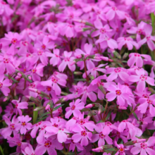 芝桜の丘の画像