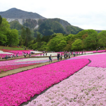 芝桜の丘の画像