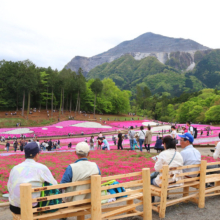 芝桜の丘の画像