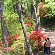 美の山公園ヤマツツジの画像