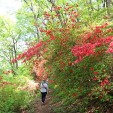 美の山公園ヤマツツジの画像