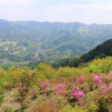 美の山公園ヤマツツジの画像