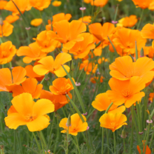 花の里ハナビシソウ園の画像