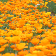 花の里ハナビシソウ園の画像