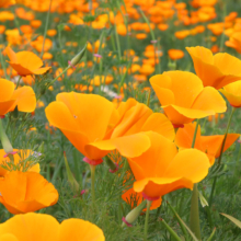 花の里ハナビシソウ園の画像