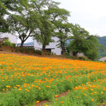 花の里ハナビシソウ園の画像