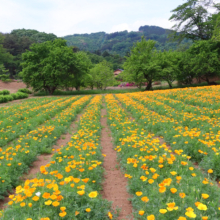 花の里ハナビシソウ園の画像