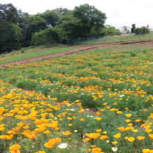 花の里ハナビシソウ園の画像