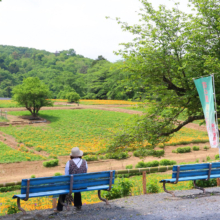 花の里ハナビシソウ園の画像