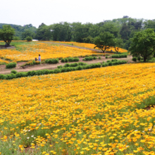 花の里ハナビシソウ園の画像