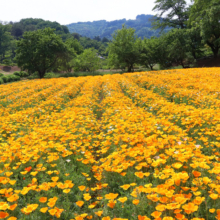 花の里ハナビシソウ園の画像