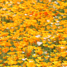 花の里ハナビシソウ園の画像
