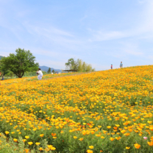 花の里ハナビシソウ園の画像