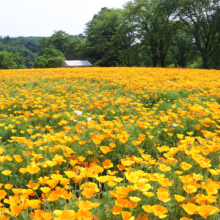 花の里ハナビシソウ園の画像