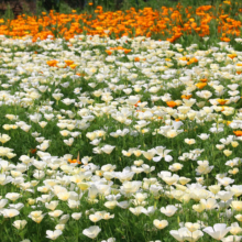 花の里ハナビシソウ園の画像