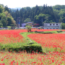 皆野町ポピー街道の画像