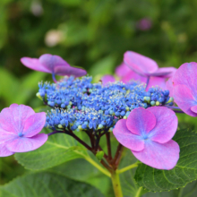 花の里アジサイの画像