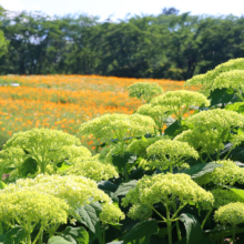 花の里アナベルの画像