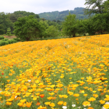 花の里ハナビシソウ園の画像