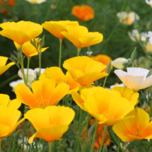 花の里ハナビシソウ園の画像