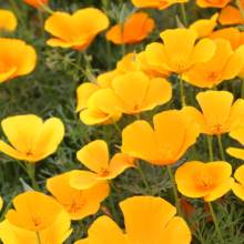 花の里ハナビシソウ園の画像