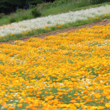 花の里ハナビシソウ園の画像