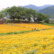 花の里ハナビシソウ園の画像