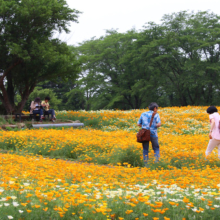 花の里ハナビシソウ園の画像