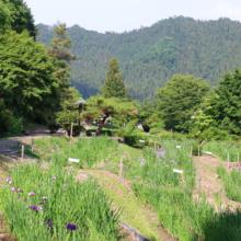 両神花菖蒲園