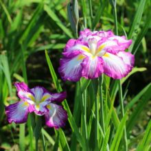 両神花菖蒲園