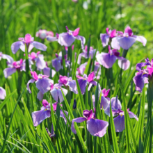 両神花菖蒲園