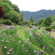 両神花しょうぶ園