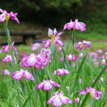 両神花しょうぶ園