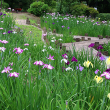 両神花しょうぶ園