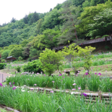 両神花しょうぶ園