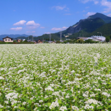 花見の里そばの花の画像