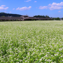 花見の里そばの花の画像