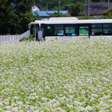 花見の里そばの花の画像