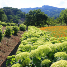 花の里アナベルの画像