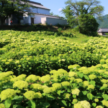 花の里アナベルの画像