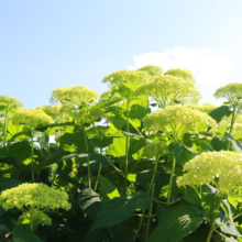 花の里アナベルの画像