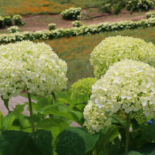 花の里アナベルの画像