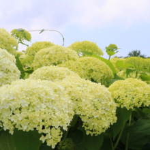 花の里アナベルの画像