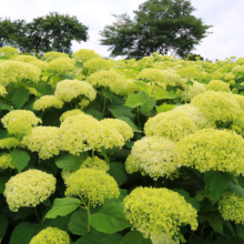 花の里アナベルの画像